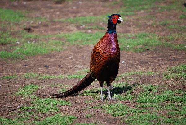 Pheasant standing in a field