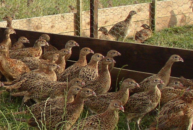 Female phesants in a pen