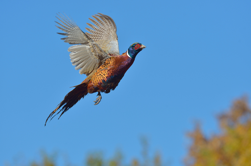 Phesant taking flight