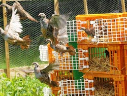 Partridge releasing