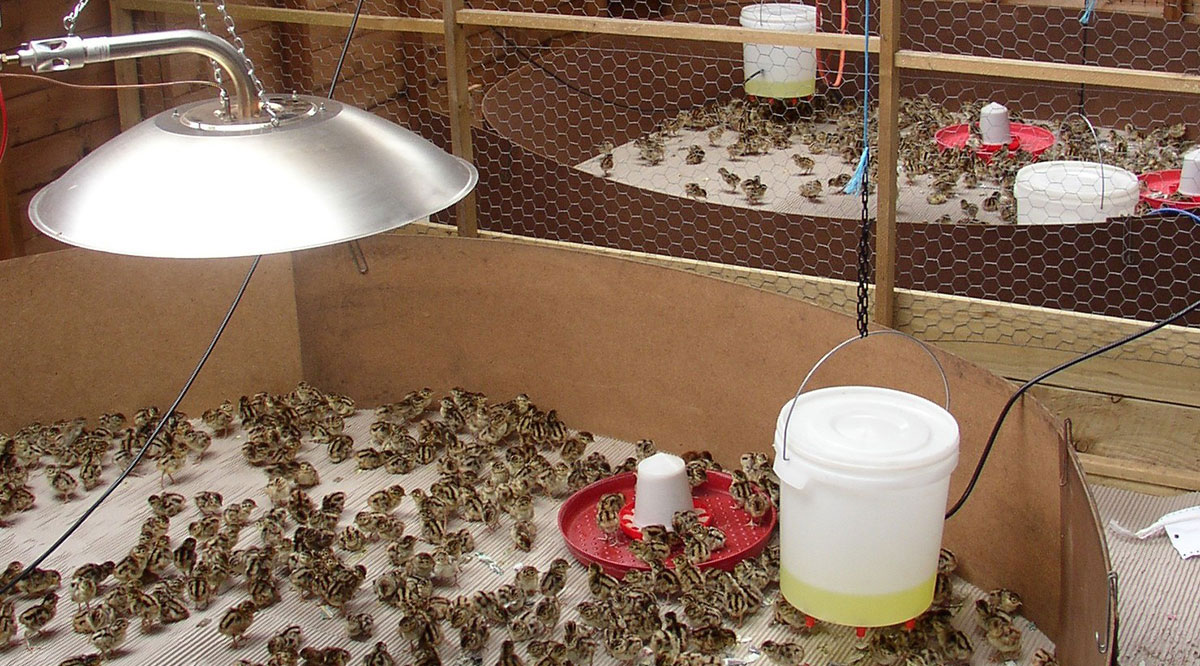 Chick's feeding in breading shed